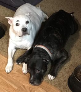 picture of a white dog and a black dog