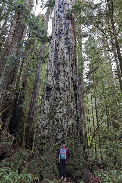 Image shows Erica in the Redwoods.